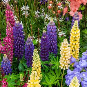 Lupin Gallery - Graines d'Exception